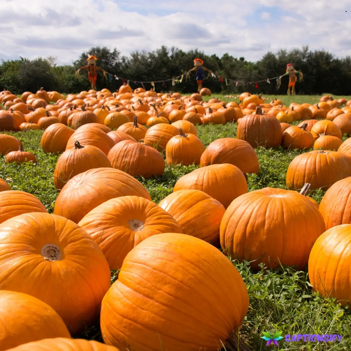 123 Top National Pumpkin Day Captions for Your Fall Celebrations