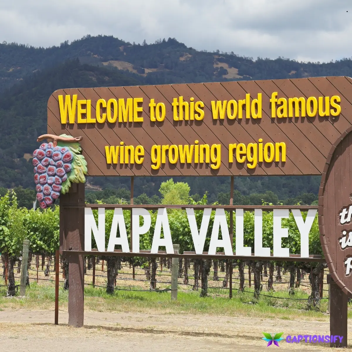 145 Best Napa Valley Instagram Captions to Capture Your Vineyard Adventures