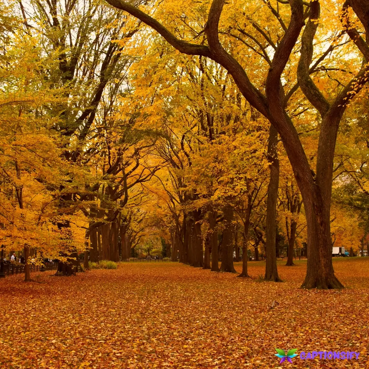 149 Good Fall Instagram Captions for Cozy Vibes and Autumn Adventures