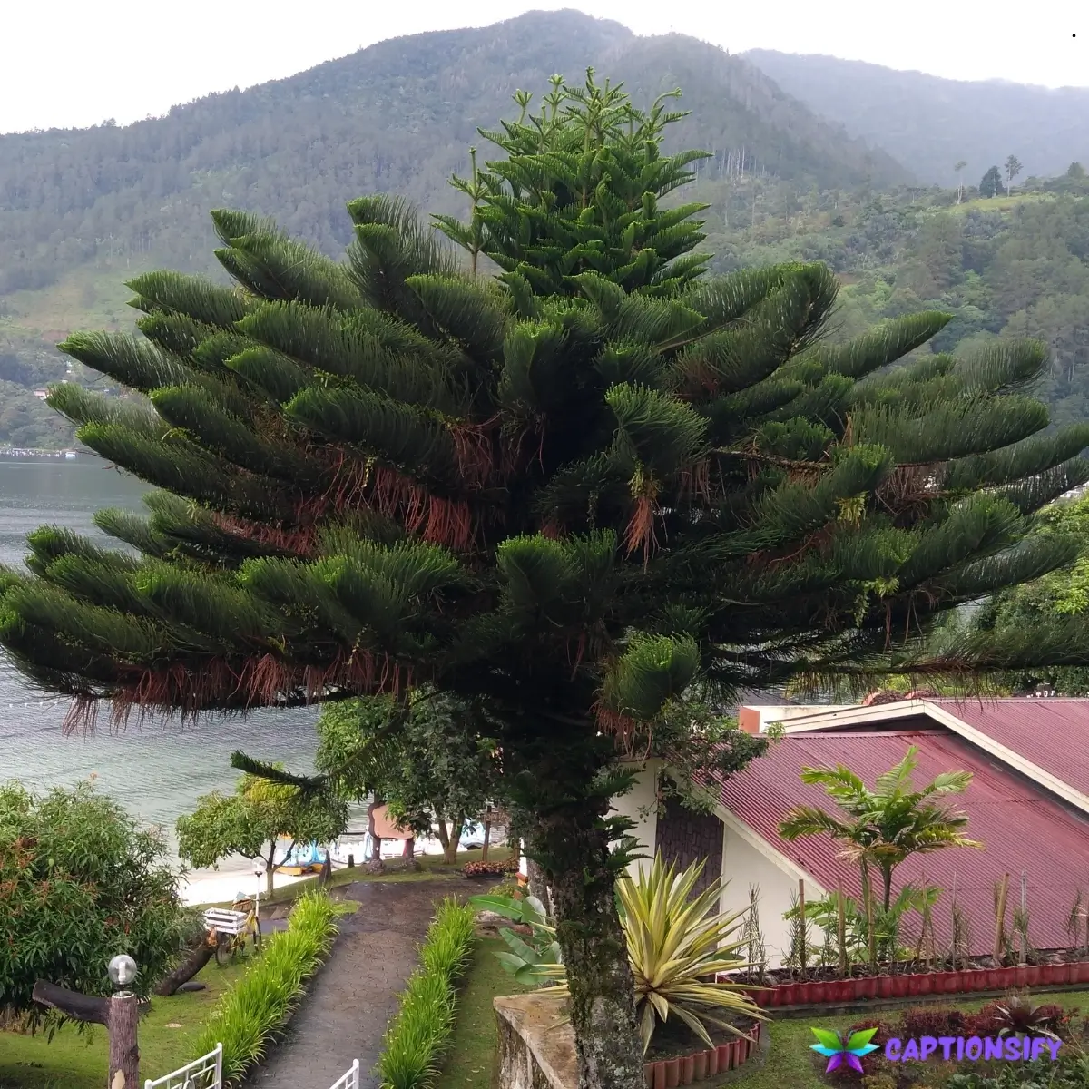 153 Best Pine Tree Captions For Instagram That Bring Natures Beauty to Life