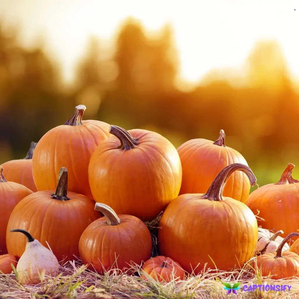 157 Best Pumpkin Captions For Instagram That Will Spice Up Your Fall Vibes