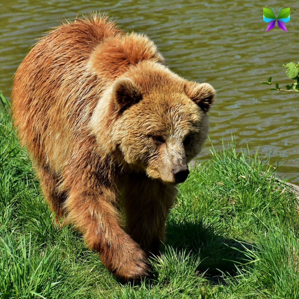 Bear Captions For Instagram