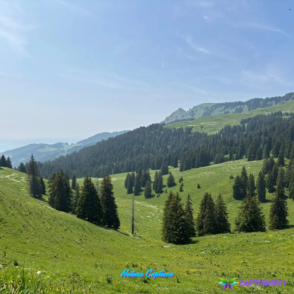 Nature Captions