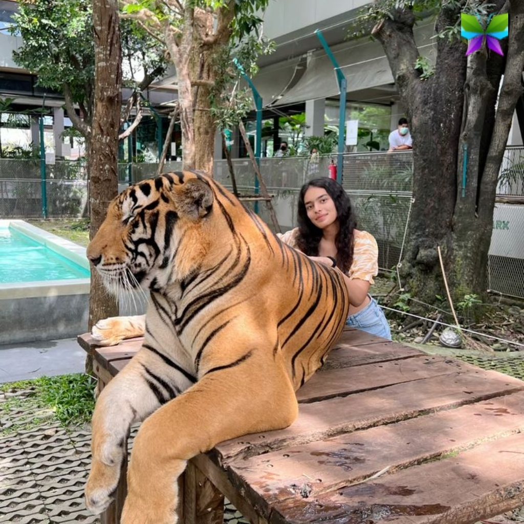 200+ Tiger Captions For Instagram That Roar with Creativity and Fun 4 Tiger Captions For Instagram