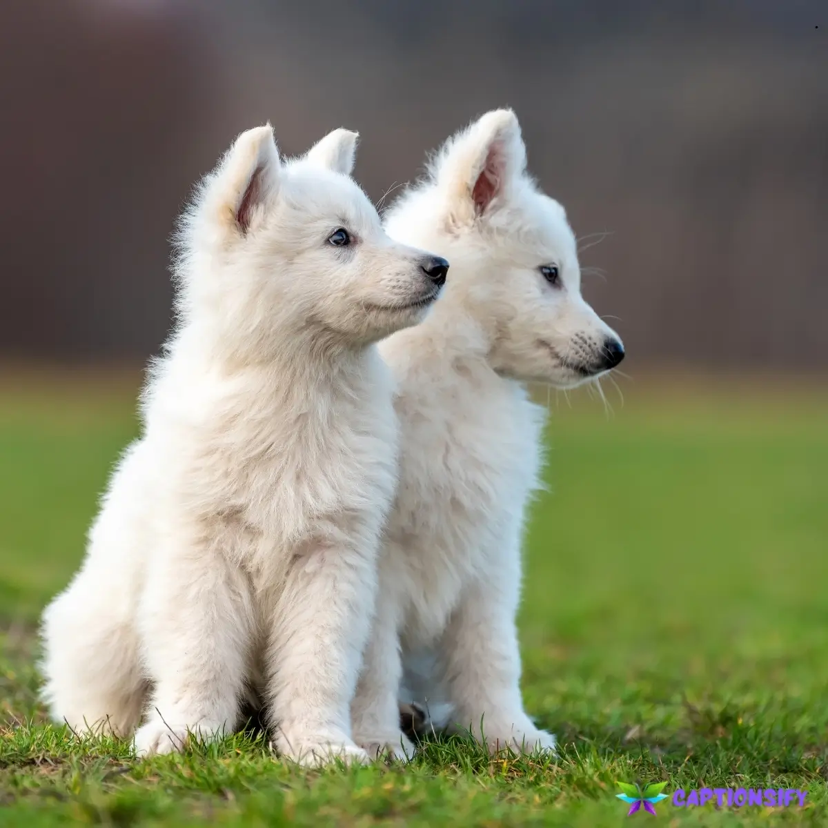 123 Top Dogs Captions Instagram Cute That Will Make Your Heart Melt Instantly