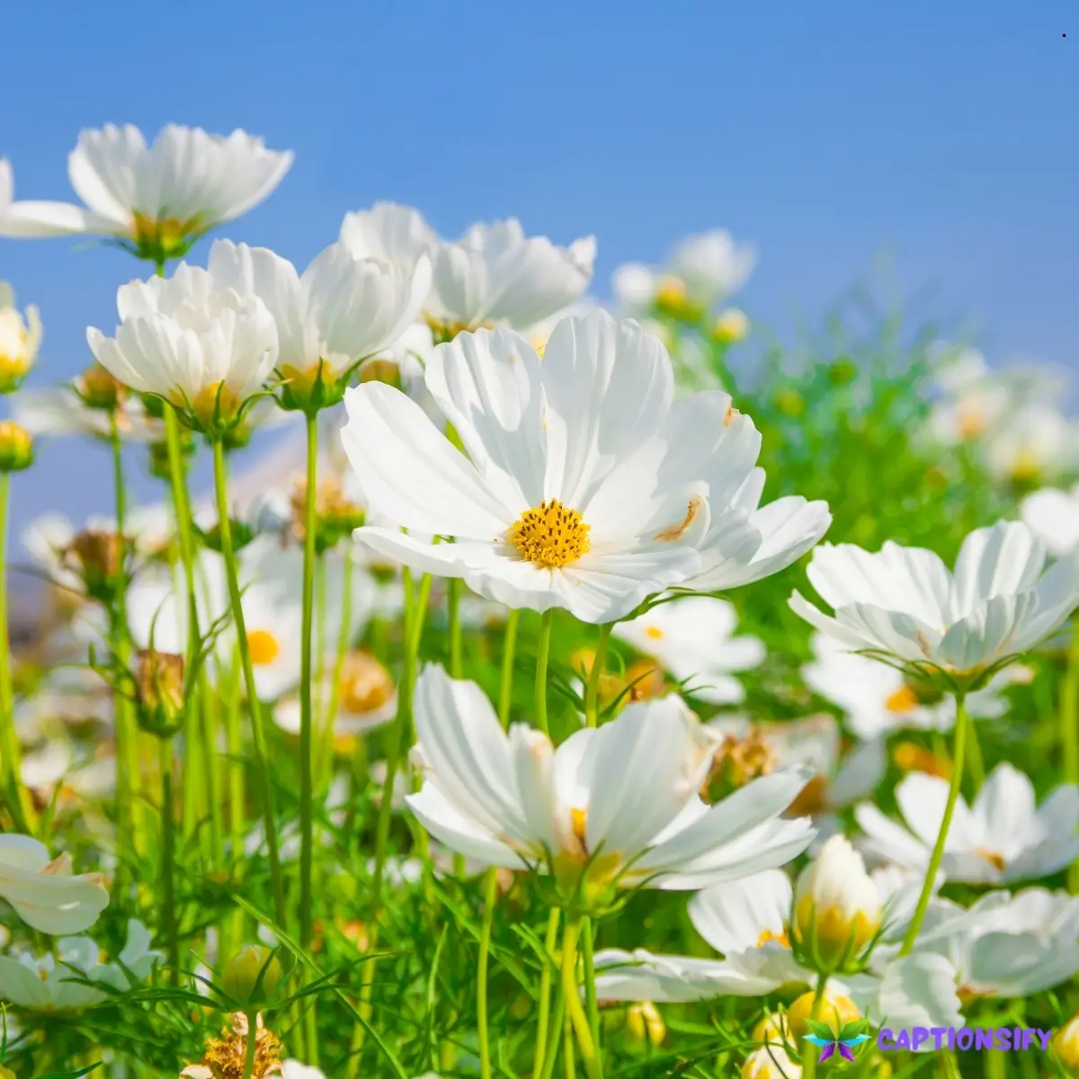 145 Best Flower Captions to Brighten Your Day and Celebrate Natures Beauty