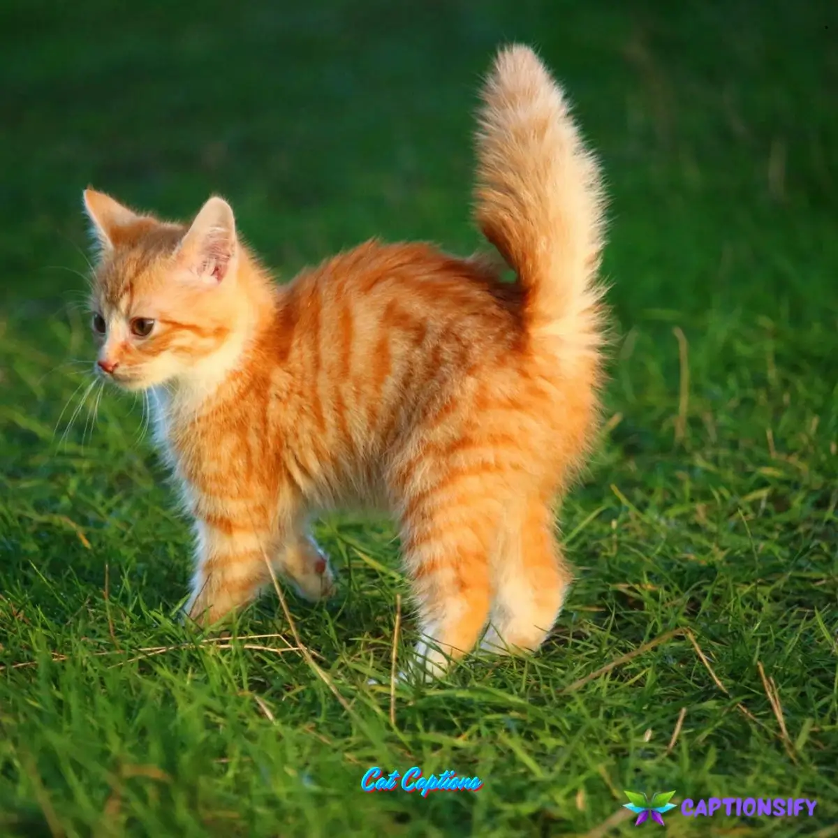 Cat Captions